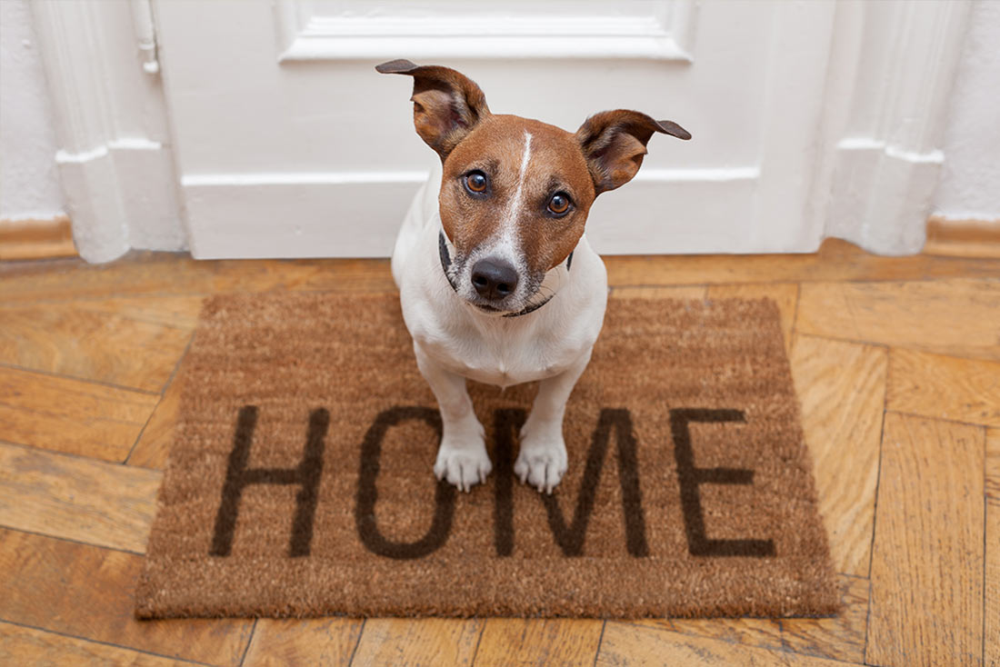 is your animal acting strangely