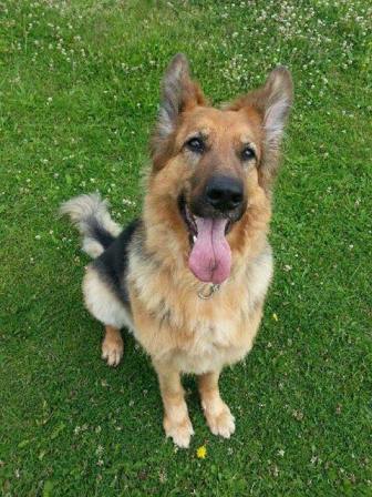 Animal and pet health issues