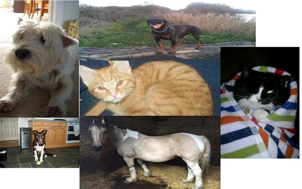 missing pets